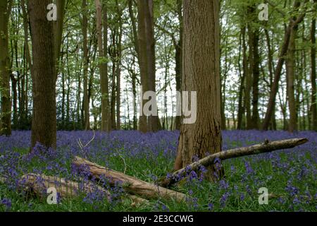 beautiful bright blue bluebells in the English countryside Stock Photo