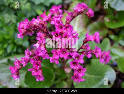 vibrant pink flowers of Bergenia Cordifolia also known as heart leaf bergenia Stock Photo