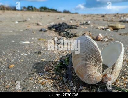 a cockle shell on the shoreline Stock Photo