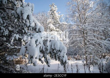 The pine branches bent under the weight of the snow. Winter forest landscape. Stock Photo