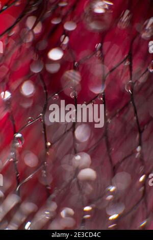 drop glare from water on a black mesh on a blurred red background. Abstract background Stock Photo