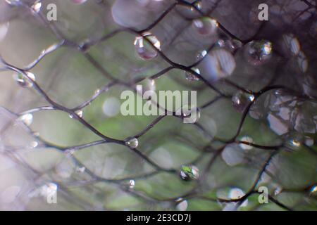 drops of water on a black mesh on a blurred green background. Abstract background Stock Photo