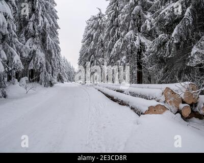 wintry forest with tree trunks in Vogtland Stock Photo