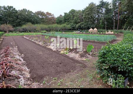 Allotment in Japan being farmed in the style of earlier centuries. Stock Photo
