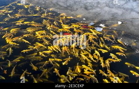 (210118) -- BEIJING, Jan. 18, 2021 (Xinhua) -- A shoal of koi carp swarm a half-frozen lake in Yuanmingyuan, or the Old Summer Palace, in Beijing, capital of China, Jan. 18, 2021. (Xinhua/Yin Dongxun) Stock Photo