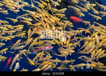 (210118) -- BEIJING, Jan. 18, 2021 (Xinhua) -- A shoal of koi carp swarm a half-frozen lake in Yuanmingyuan, or the Old Summer Palace, in Beijing, capital of China, Jan. 18, 2021. (Xinhua/Yin Dongxun) Stock Photo