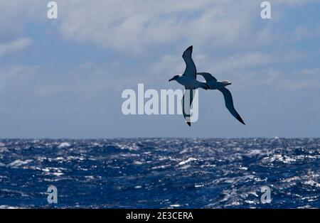 Salvin's Albatross or mollymawk, Southern Ocean, Thalassarche salvini ...