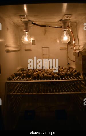 Closeup view of quail eggs placed on the top shelf of the fridge with two lightbhulbs Stock Photo