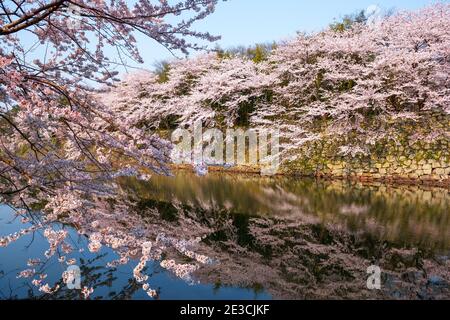 Hikone, Japan at the castle moat during spring season. Stock Photo