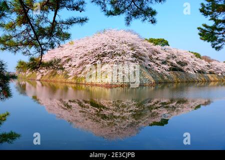 Hikone, Japan at the castle moat during spring season. Stock Photo