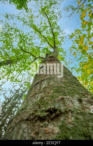 Beautiful huge green crowns of trees in city park Stock Photo - Alamy