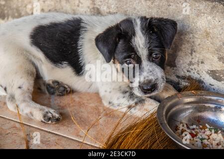 a young street dog puppy in Thailand Southeast Asia Stock Photo