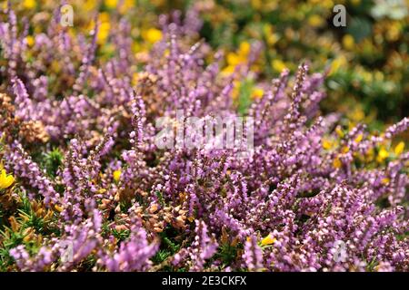 Ile d'Ouessant, Ushant Island (off the coasts of Brittany, north-western France): heather