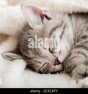 Cute tabby kitten sleep on white soft blanket. Cats rest napping on bed. Comfortable pet sleep at cozy home. Cat sleep on pillow under blanket. Close Stock Photo