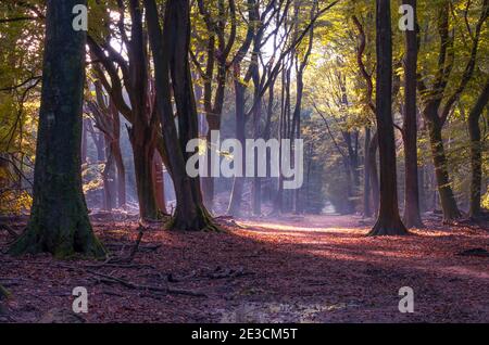 lovely walking path between trees in the Speulderbos forest in autumn Stock Photo