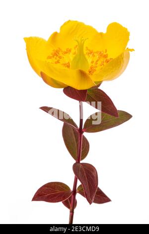 St. John's wort flower head isolated on white Stock Photo