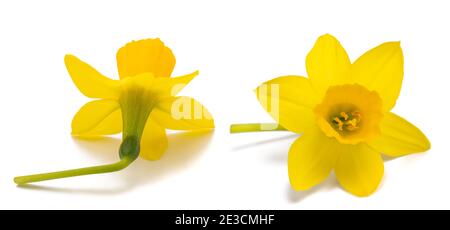 Yellow daffodil flowers isolated on white background Stock Photo