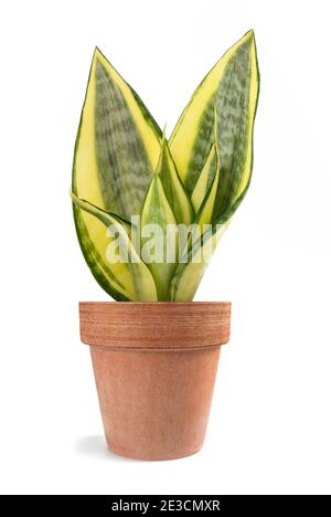 Mother in law tongue plant in vase isolated on white Stock Photo