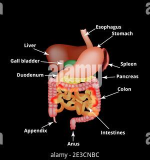 Anatomical structure of the abdominal organs. Spleen, liver ...