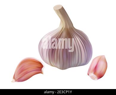 Realistic garlic bulb and clove isolated on white. Vector illustration of spice seasoning plant. Stock Vector