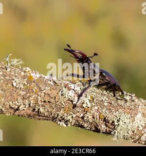 European Stag Beetle (Lucanus cervus) Stock Photo