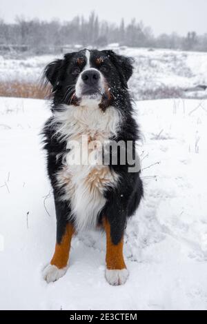 Bernese mountain dog with snow on his head. Happy dog walk in winter snowy weather Stock Photo