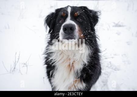 Bernese mountain dog with snow on his head. Happy dog walk in winter snowy weather Stock Photo