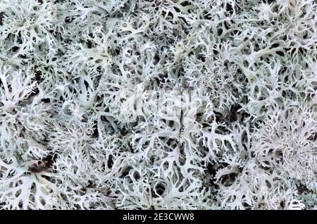 Evernia prunastri or oakmoss. Can be used the texture of lichens as a background, selective focus. Stock Photo