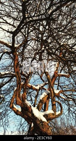 Branches of a tree covered with snow against the sky Stock Photo