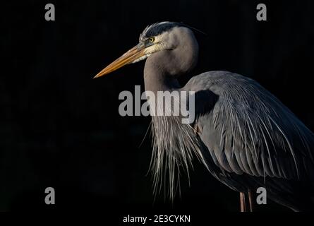 Great Blue Heron in Florida Stock Photo