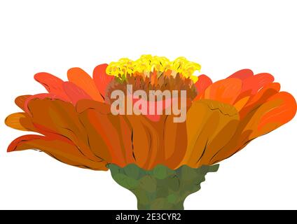 zinnia flower isolated on a white background Stock Vector
