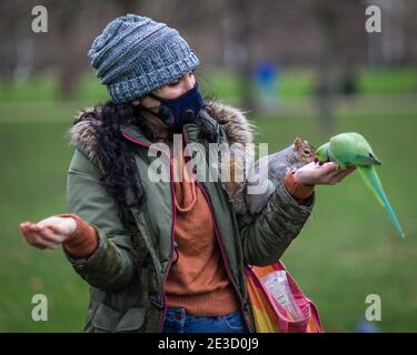 A squirrel and parakeet share food out of the palm of a park goer in London. Stock Photo