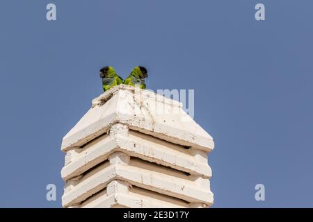 Senegal parrot in the wild in Tenerife Spain Stock Photo