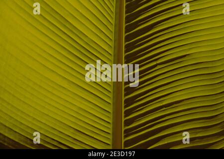 close up of the symmetrical structure of a banana plant leaf in warm colors Stock Photo