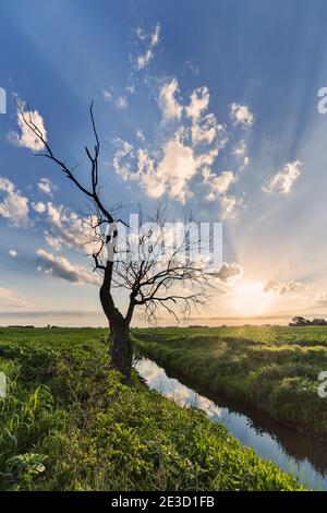 The sun rises on a dead black walnut tree on the banks of a small open ditch in Jackson County, IN.  Lots of crepuscular rays and white clouds in sky. Stock Photo