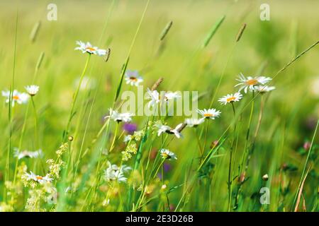 A field with daisies on a sunny summer day. Blurred background, selective focus, low depth of field Stock Photo