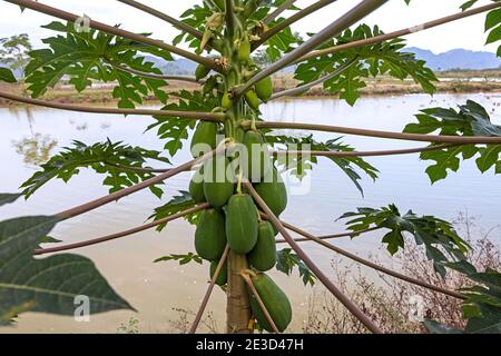 Green, unripe papayas growing on papaya tree (Carica papaya) in Vietnam Stock Photo