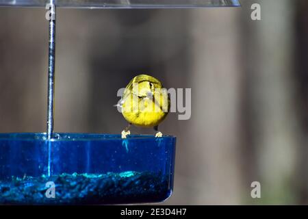 Curious Pin Warbler on feeder Stock Photo