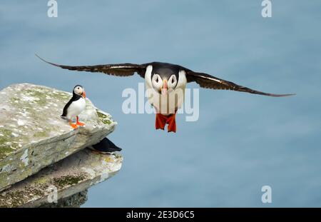 Close up of Atlantic puffin in flight on a coastal area in Scotland, UK. Stock Photo