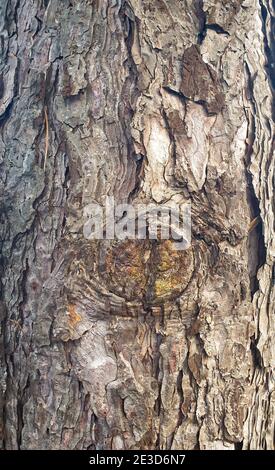 Detailed image of the bark of a pine tree. Suitable as background or wallpaper. Stock Photo
