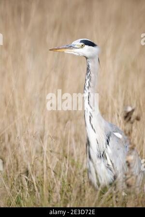 Close-up of a grey heron (Ardea cinerea) standing in tall yellow grass in autumn, UK.