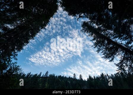 Sky and silhouetted forest, Grand Ronde River, Oregon. Stock Photo
