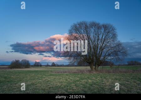 A beautiful evening cloud and a lonely willow tree on a meadow Stock Photo