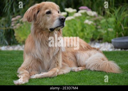 Golden Hovawart dog resting in the garden Stock Photo