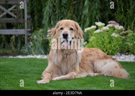 Golden Hovawart dog resting in the garden Stock Photo