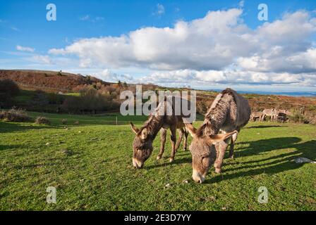 Asino Amiatino, Amiatino donkey, Monte Amiata Wildlife Reserve (included in Monte Labbro Nature Reserve), Arcidosso,Tuscany, Italy Stock Photo