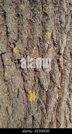 Tree bark texture with mold and moss Stock Photo