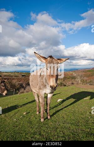 Asino Amiatino, Amiatino donkey, Monte Amiata Wildlife Reserve (included in Monte Labbro Nature Reserve), Arcidosso,Tuscany, Italy Stock Photo