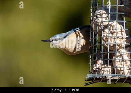 Eurasian nuthatch (Sitta europaea) sitting on a bird feeder against an unfocused green background. SpainEurasian nuthatch (Sitta europaea) sitting on Stock Photo