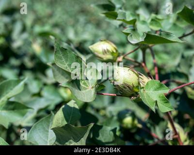 Cotton flower in cotton field Stock Photo